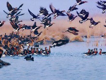 Организират онлайн фотоконкурс "Шабла и птиците" за любителски снимки