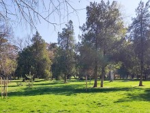900 дървета и храсти направиха Търново по-зелен и приветлив