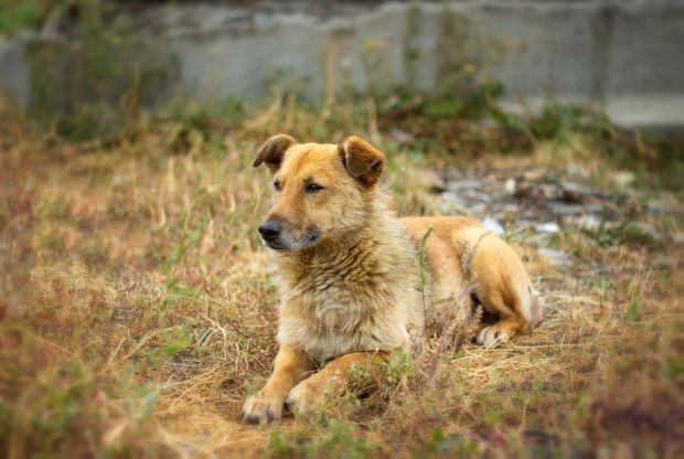 В Ловеч започват преброяване на бездомните кучета