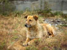 В Ловеч започват преброяване на бездомните кучета