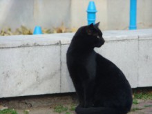 Започва големият лов на улични котки