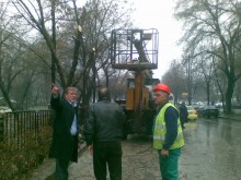 Започва голямото кастрене на дървета