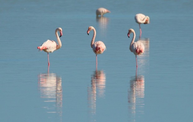 </TD
>Хиляди птици розово фламинго са избрали Атанасовското и Поморийското езера,