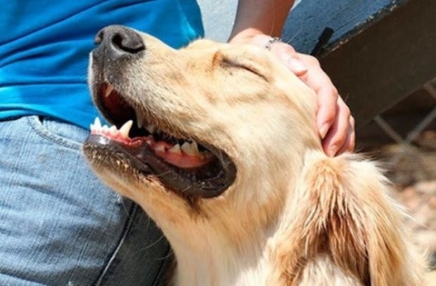 Екип на пожарната в Нова Загора е спасил заклещено куче