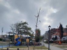 Над 70 дръвчета бяха засадени в Созопол