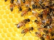 Започват третиране на овощни насаждения в Шуменско, пчеларите да се погрижат за пчелните семейства