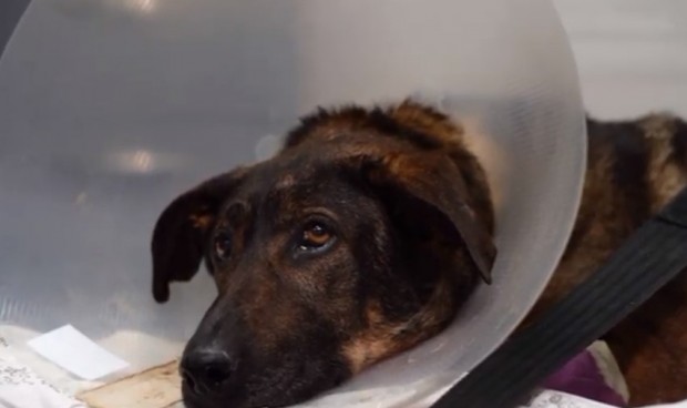 История от преди месец Публикувана от Animal Rescue Sofia днес  Става въпрос