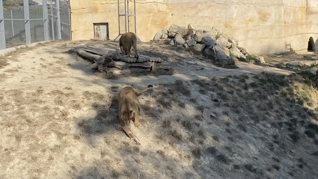 Лъвовете от варненския зоопарк Симба и Косара взеха участие в експериментална видео творба на артистката Силвия Богоева