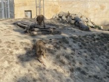 Лъвовете от варненския зоопарк Симба и Косара взеха участие в експериментална видео творба на артистката Силвия Богоева