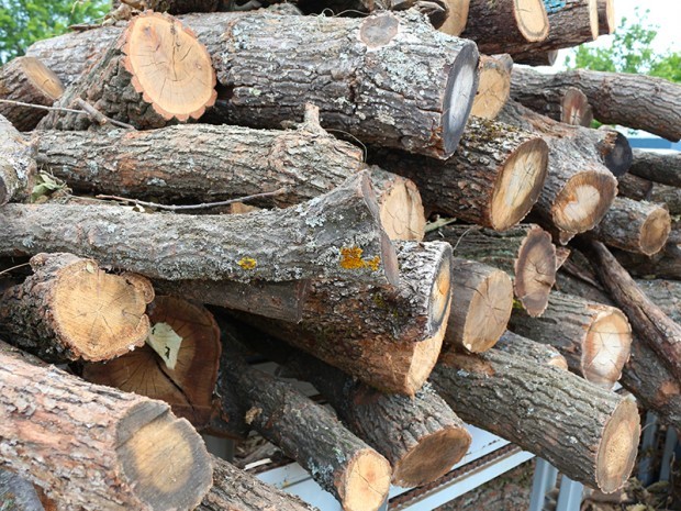 ЮЗДП извършва проверки за кражба на дървесина