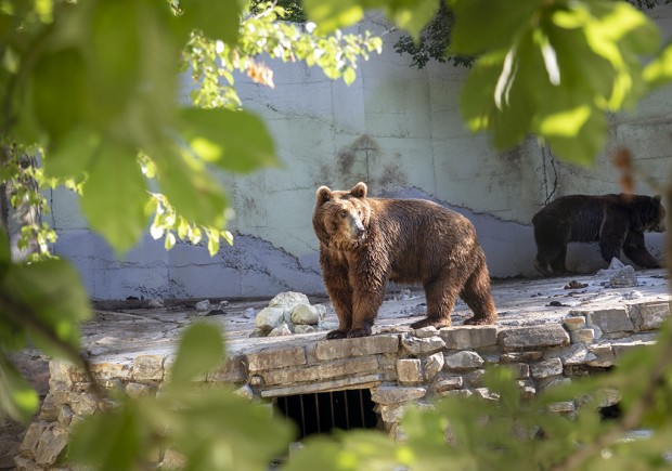 Старозагорският зоопарк ще съдейства на проект за изследване върху поведението на кафявите мечки