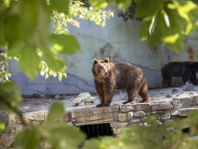 Старозагорският зоопарк ще съдейства на проект за изследване върху поведението на кафявите мечки