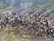 Югозападното държавно предприятие извършва проверки за кражба на дървесина