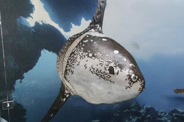 Природонаучен музей - Пловдив показва най-отровния морски охлюв