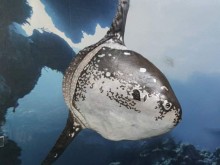 Природонаучен музей - Пловдив показва най-отровния морски охлюв