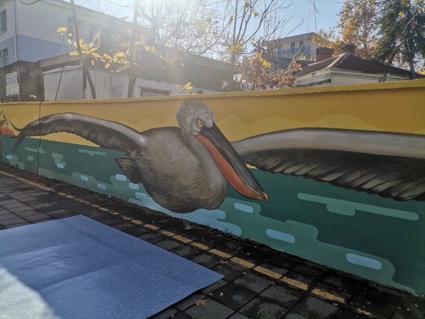 TD Изображения на къдроглави пеликани украсиха стена до централния булевард Демокрация