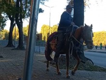Пловдив не помни такъв еднокопитен бозайник по тротоар и пешеходна пътека