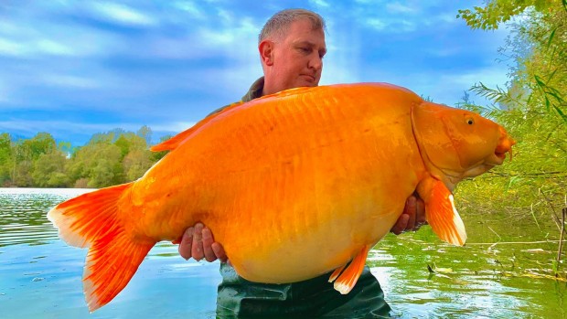 Британски рибар улови огромна златна рибка по време на риболов