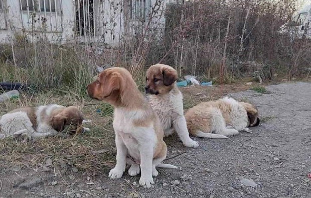 Доброволци ще броят уличните кучета в Дупница