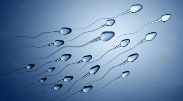Броят на човешките сперматозоиди е намалял с повече от 50