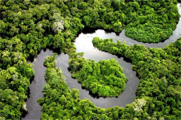 САЩ може да наложат санкции за незаконната сеч в Амазония
