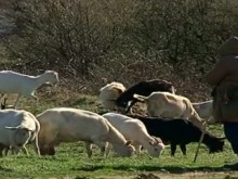 В Кочериново слагат светлоотразителни жилетки на пастирите