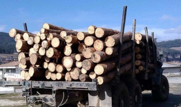 Над 60 кубически метра е незаконно добитата едра строителна дървесина, установена