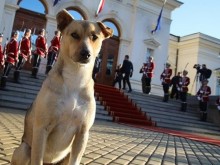 Инспектори провериха кучето депутат Фернанда