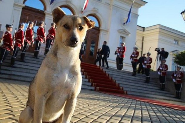 Инспектори извършиха проверка на прочутото куче Депутат което посрещна народните
