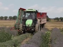 Идва ли краят на лилавата приказка? Производителите на лавандула са пред фалит