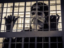 Съдът задържа под стража македонски гражданин, извършвал трафик на афганистанци