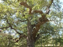 Защитиха две нови вековни дървета в община Кюстендил