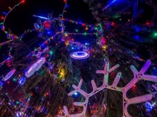 12-метрова елха от Осоговска планина ще краси площада в Кюстендил за Коледа