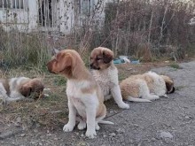 Сапарева баня праща бездомни кучета за кастрация в Кюстендил