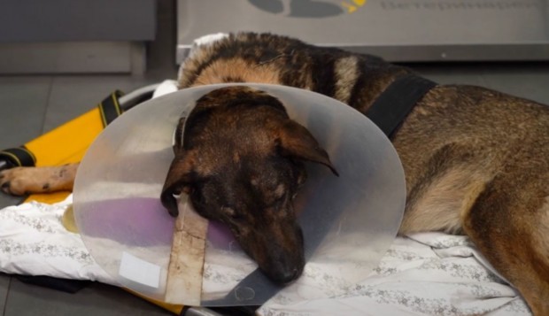 Задържаният за насилието над кучето Мечо остава в ареста