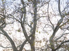 Да подкрепим вековния чинар в Аспарухово за награда "Дърво на годината"