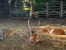 Зоопаркът във Варна се готви да посрещне Дядо Коледа