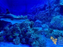 Откриват най-новия модул към зала "Морски аквариум" в РПНМ Пловдив