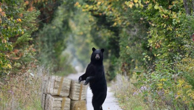Трейлърът на нов странен филм за мечка изяла 30 килограма кокаин