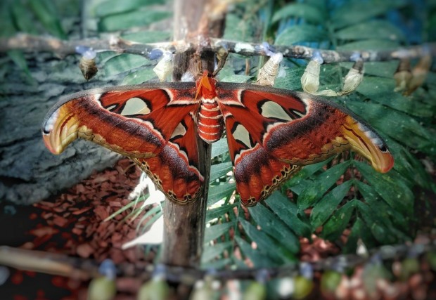 TD В зала Тропик се излюпи една от най големите пеперуди в