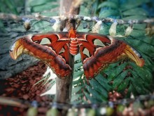 В Природонаучния музей в Пловдив се излюпи една от най-големите пеперуди в света