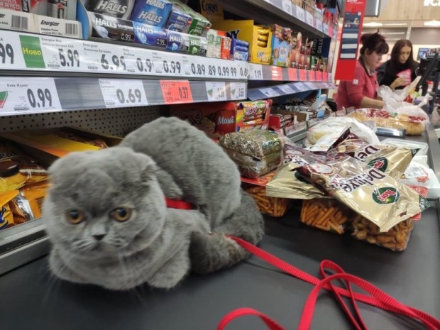 Снимки на котка в магазин на веригата 