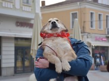Приключва кампанията на Община Пловдив за подпомагане кастрацията на домашни кучета и котки