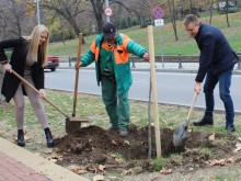 32 чинара бяха засадени по булевард "Руски" в Пловдив