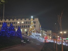 Грейна разноцветна елха в Асеновград