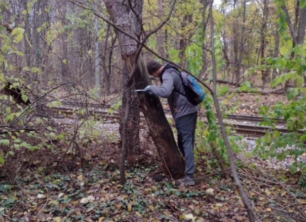 Експерти маркират увредени и опасни дървета в Борисовата градина