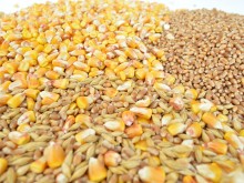 2 тона пшеница откраднаха от стопански двор в добруджанското село Присад