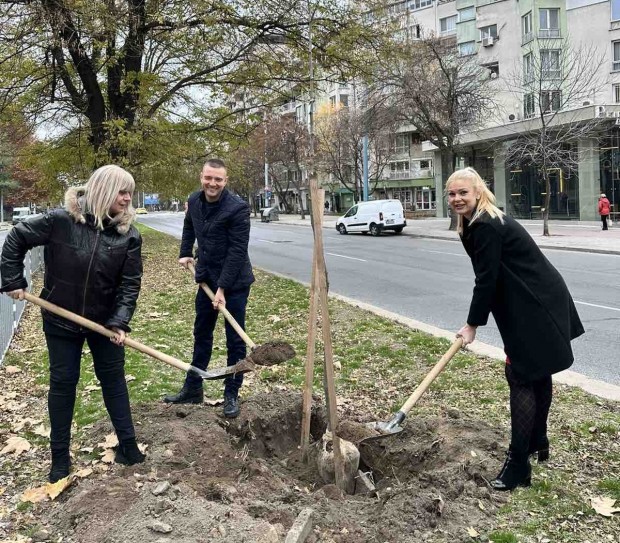 TD Над 20 нови дървета засадиха екипи на Градини и паркове
