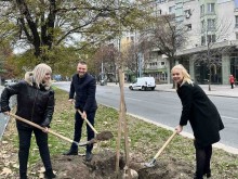 Над 20 нови дървета засадиха в Пловдив