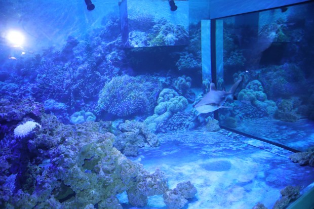 </TD
>В Пловдив ще бъде единственият в света леден аквариум с